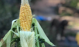 Corn on the cob cured me